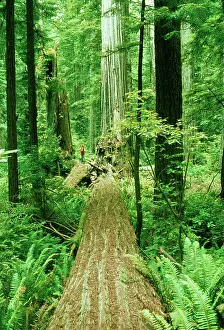 Redwood: Coast Redwood, dead tree