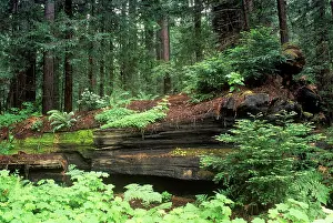 Redwood: Coast Redwood - forest