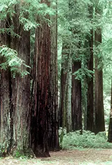 Redwood: Coast Redwood - forest