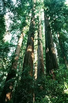Redwood: Coast REDWOODS