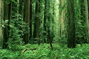 Redwood: COAST REDWOODS