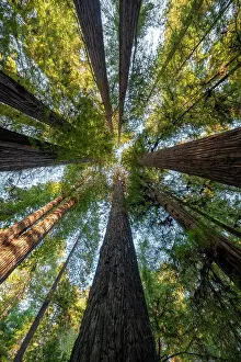 Redwood: Coast redwoods (Sequoia sempervirens), looking up