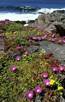 Senecio: Coast vegetation: Variable groundsel, Round-leaved