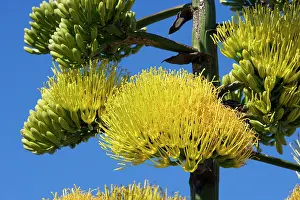 Agaves: Coastal agave