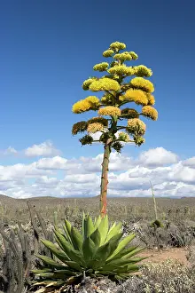 Agaves: Coastal Agave