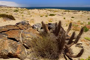 Atacama: Coastal Atacama - typical vegetation in the coastal