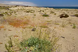 Atacama: Coastal Atacama - typical vegetation and dunes