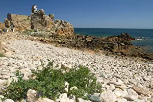 Halophile: Coastal bittersweet (Solanum dulcamara var. marinum)