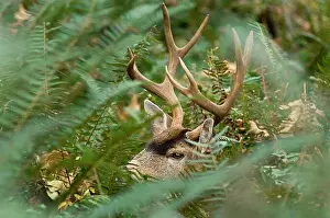 Appearing: Coastal Black-tailed Deer - buck appearing through foliage