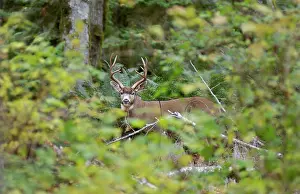 Appearing: Coastal Black-tailed Deer - buck appearing through foliage