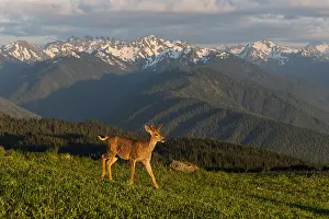 Mule: Coastal Black-tailed Deer Buck or Columbian black-tailed