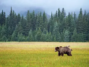 Firs: Coastal brown bear, also known as Grizzly Bear (Ursus