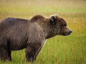 Tundras: Coastal brown bear, also known as Grizzly Bear (Ursus
