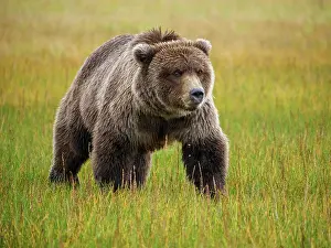 Tundras: Coastal brown bear, also known as Grizzly Bear (Ursus