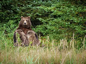 Litters: Coastal brown bear, also known as Grizzly Bear (Ursus