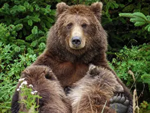 Litters: Coastal brown bear, also known as Grizzly Bear (Ursus