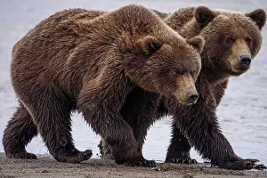 Edges: Coastal brown bear, also known as Grizzly Bear (Ursus