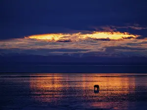 Horizons: Coastal brown bear, also known as Grizzly Bear (Ursus