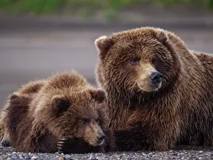 Siestas: Coastal brown bear, also known as Grizzly Bear (Ursus
