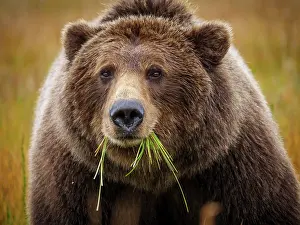 Searches: Coastal brown bear, also known as Grizzly Bear (Ursus