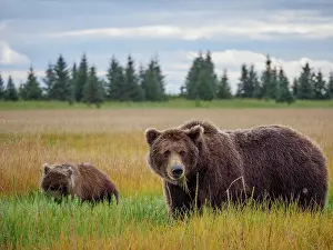 Firs: Coastal brown bear, also known as Grizzly Bear (Ursus