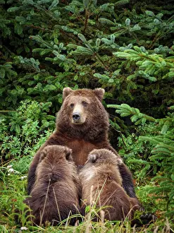 Litters: Coastal brown bear, also known as Grizzly Bear (Ursus