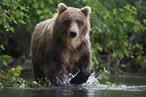 Focused: A coastal brown bear ( Ursus arctos ) walking t