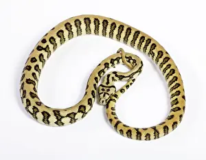 Spilota: Coastal Carpet Python - Mcdowelli sub-species -