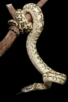 Forked: Coastal Carpet Python - Mcdowelly sub-species