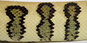 Spilota: Coastal Carpet Python - detail of the skin - Mcdowelli