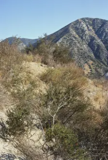 Shrubland: Coastal Chaparral