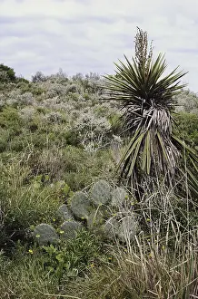Yucca: Coastal Chaparral Biome, Texas