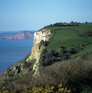 Gorse: Coastal cliffs