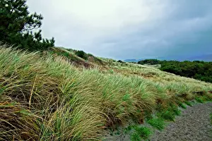 Sedge: Coastal Flora, Oregon