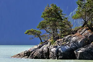 Glendale: Coastal forest growing on rocks at an Inlet