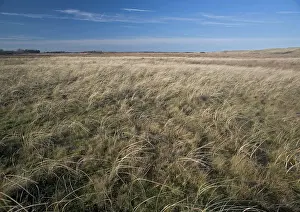 Ness: Coastal grassland behind the dunes at Winterton Ness