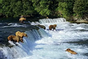 Grizzlies: Coastal Grizzlies or Alaskan Brown Bears - fishing