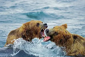 Arguing: Coastal grizzly bear arguing over salmon fishing rights