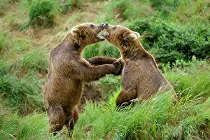 Confronation: Coastal Grizzly Bears - males wrestling