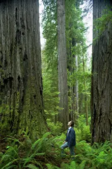 Redwoods: Coastal Redwood forest