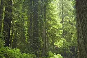 Redwoods: Coastal Redwood forest