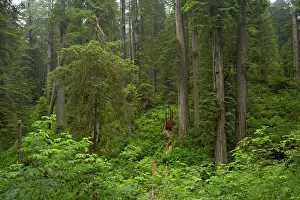 Redwoods: Coastal Redwood forest