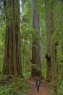 Redwoods: Coastal Redwood forest