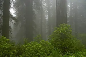 Redwoods: Coastal Redwood forest in fog