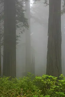 Redwoods: Coastal Redwood forest - in fog