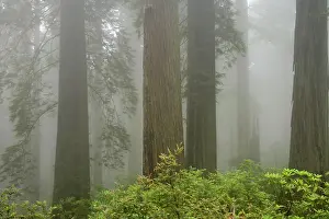Redwoods: Coastal Redwood forest - in fog