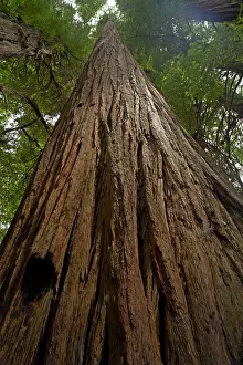 Redwoods: Coastal Redwood forest - Stout Grove