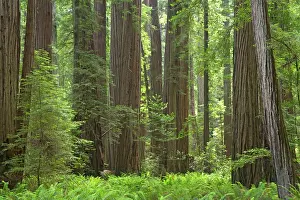 Redwoods: Coastal Redwood forest - Stout Grove