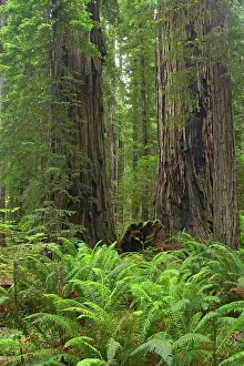Redwoods: Coastal Redwood forest - Stout GroveRedwood National Park