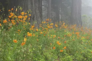 Redwoods: Coastal Redwood forest and Tiger Lily (Lilium columbianum)